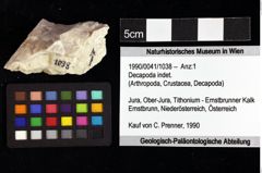 Foto (Objket + Etiketten) von Decapoda indet. 